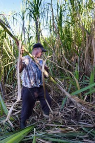 France, Ile de la Reunion, côte sud, Petite-Ile, François coupeur créole de canne à sucre dans un champ de canne à sucre