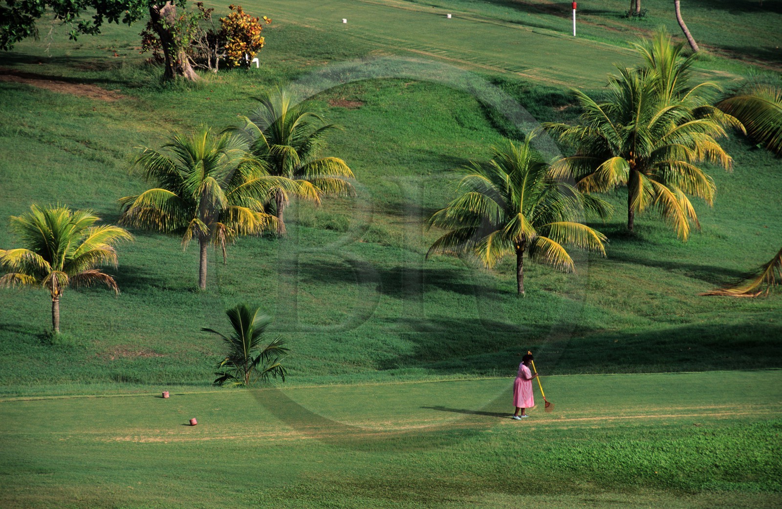 Jamaïque, entretien du terrain de golf de l' hôtel Tryall à Montego bay