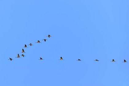 France, Indre (36), le Berry, parc naturel régional de la Brenne, Rosnay, étang de la Mer Rouge, grue cendrée (grus grus), vol au coucher de soleil