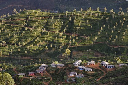 Sri Lanka, Province d'Uva, Haputale, plantation de thé et maisons des ouvriers de ces plantations sur les collines au nord de la ville