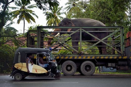 Sri Lanka, Province du Sud, Weligama, un camion transporteur d'éléphant apporte un éléphant à une cérémonie