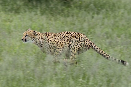 Namibie, Otjiwarongo, Cheetah Conservation Fund, centre de recherche et d'éducation, guépard (Acinonyx jubatus) entrainé à courir pour rester en forme et sain