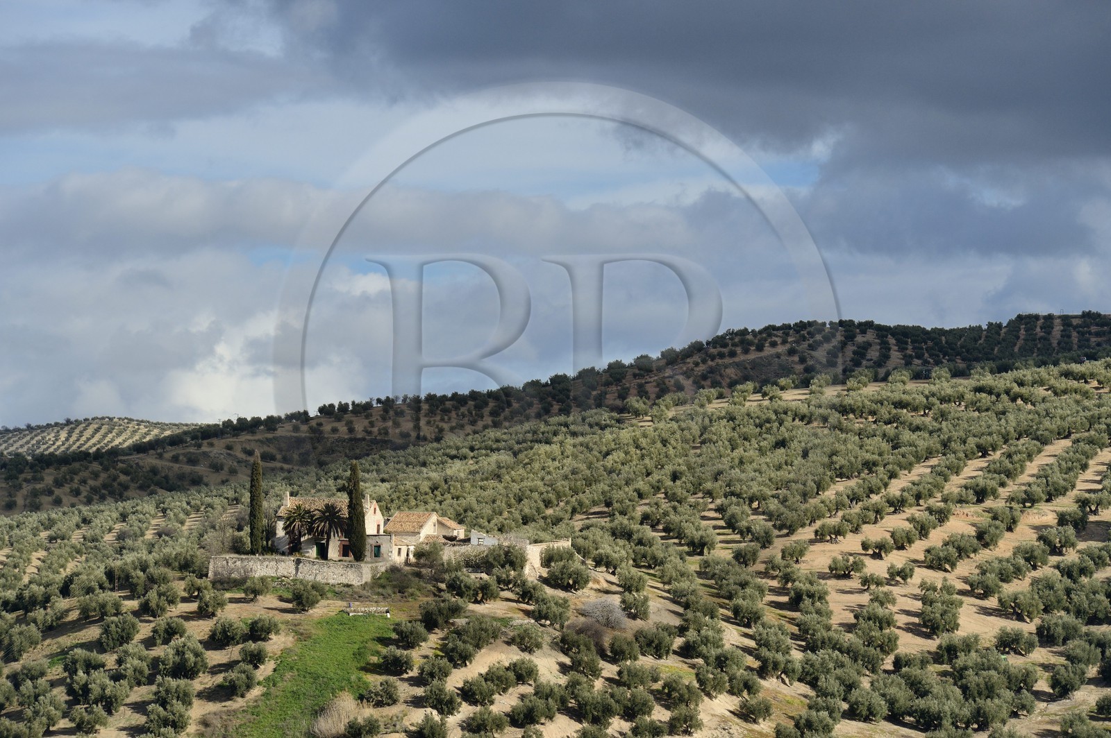 Espagne, Andalousie, province de Jaén, ferme dans un champs d'oliviers