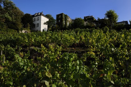 France, Paris (75), la Butte Montmartre, le vignoble de Montmartre