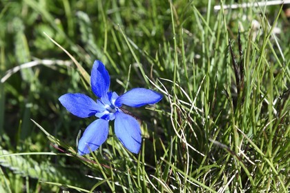 France, Alpes-Maritimes (06), parc national du Mercantour, Haute-Vésubie, vallon de la Madone de Fenestre, gentiane printanière (Gentiana verna)