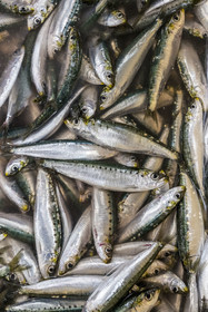 France, Vendée (85), Saint-Gilles-Croix-de-Vie, la criée, sardines fraichement pechées