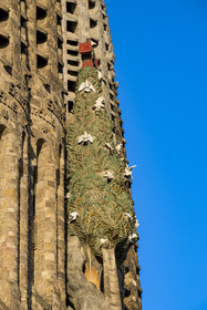 Espagne, Catalogne, Barcelone, quartier de l'Eixample, basilique de la Sagrada Familia de l'architecte du modernisme catalan Antoni Gaudi classée Patrimoine Mondial de l'UNESCO, façade de la Nativité et le cyprès symbolisant l'Arbre de la Vie