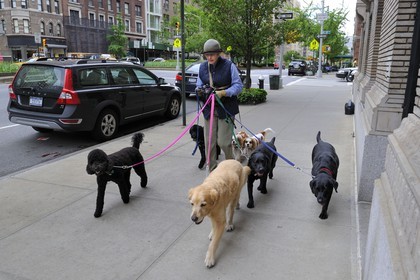 Etats-Unis, New York, Manhattan, Upper East Side, promeneuse professionnelle de chiens sur Park avenue