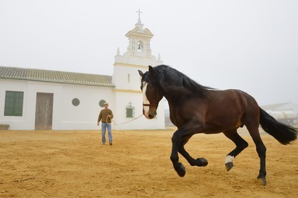 Espagne, Andalousie, province de Séville, Utrera, Finca El Pinganillo, le haras de la propriété, entrainement d'un Pure race espagnole ou PRE (Pura Raza Espanola)
