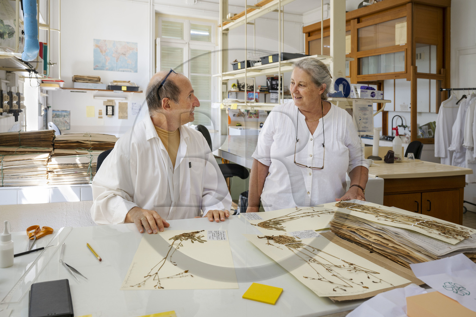 France, Alpes-Maritimes (06), Antibes, Le Jardin Botanique de la Villa Thuret (rattachée à l'INRAE), labellisé Jardin Remarquable et Arbre Remarquable, un des laboratoires de recherche dans la villa, Catherine Ducatillion, la directrice de l'Unité expérimentale, échange avec Bernard Elsair qui travaille sur l'herbier Thuret