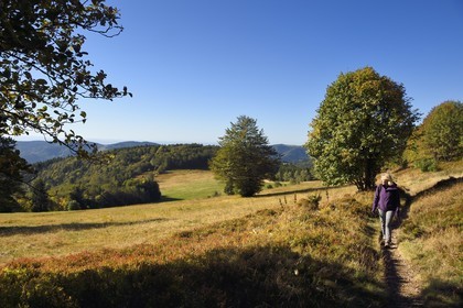 France, Haut-Rhin (68), Parc naturel régional des ballons des Vosges, Rimbach-près-Masevaux, randonneur marchant sur le GR5 à la Chaume de Haute Bers