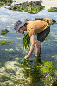 France, Finistère (29), Pays Bigouden, Baie d'Audierne, Plozévet, Lenny Gouedic co créateur de Begood Alg, récolte à pied d'algues sauvages alimentaires (Ao Nori) sur la plage à marée basse