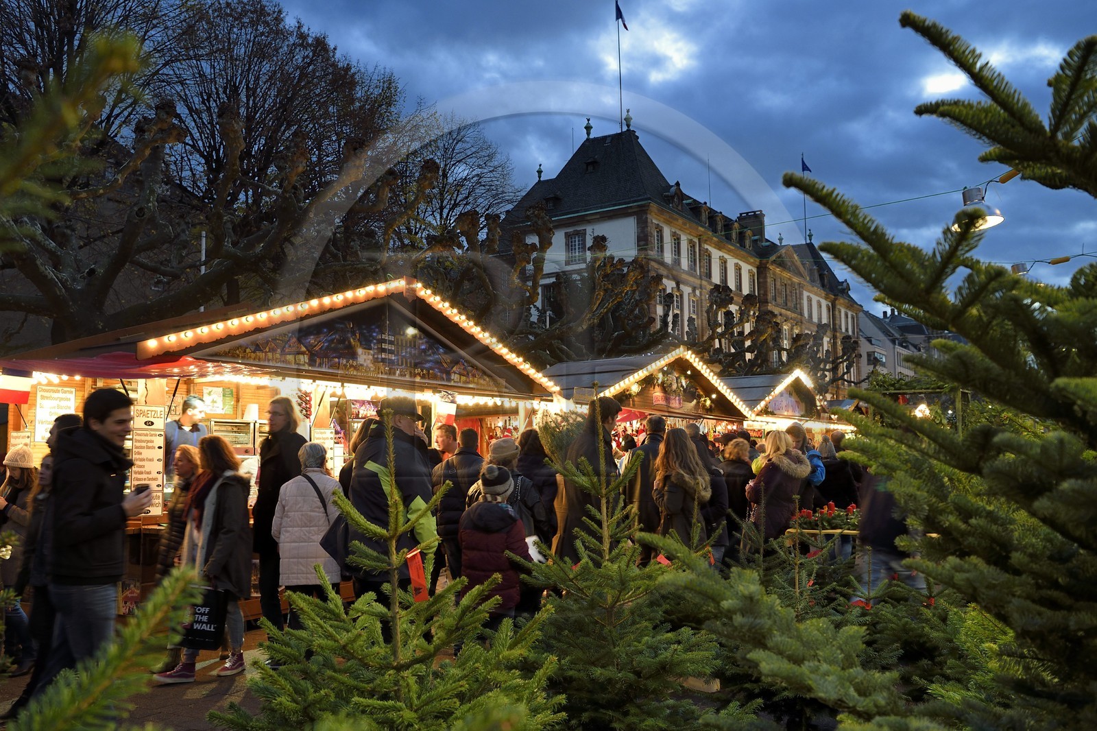 France, Bas-Rhin (67), Strasbourg, vieille ville classée Patrimoine Mondial de l'UNESCO, marché de Noël (Christkindelsmarik) de la place Broglie, vente de sapins de Noël au premier plan et l'ancien Hotel de ville en arrière plan