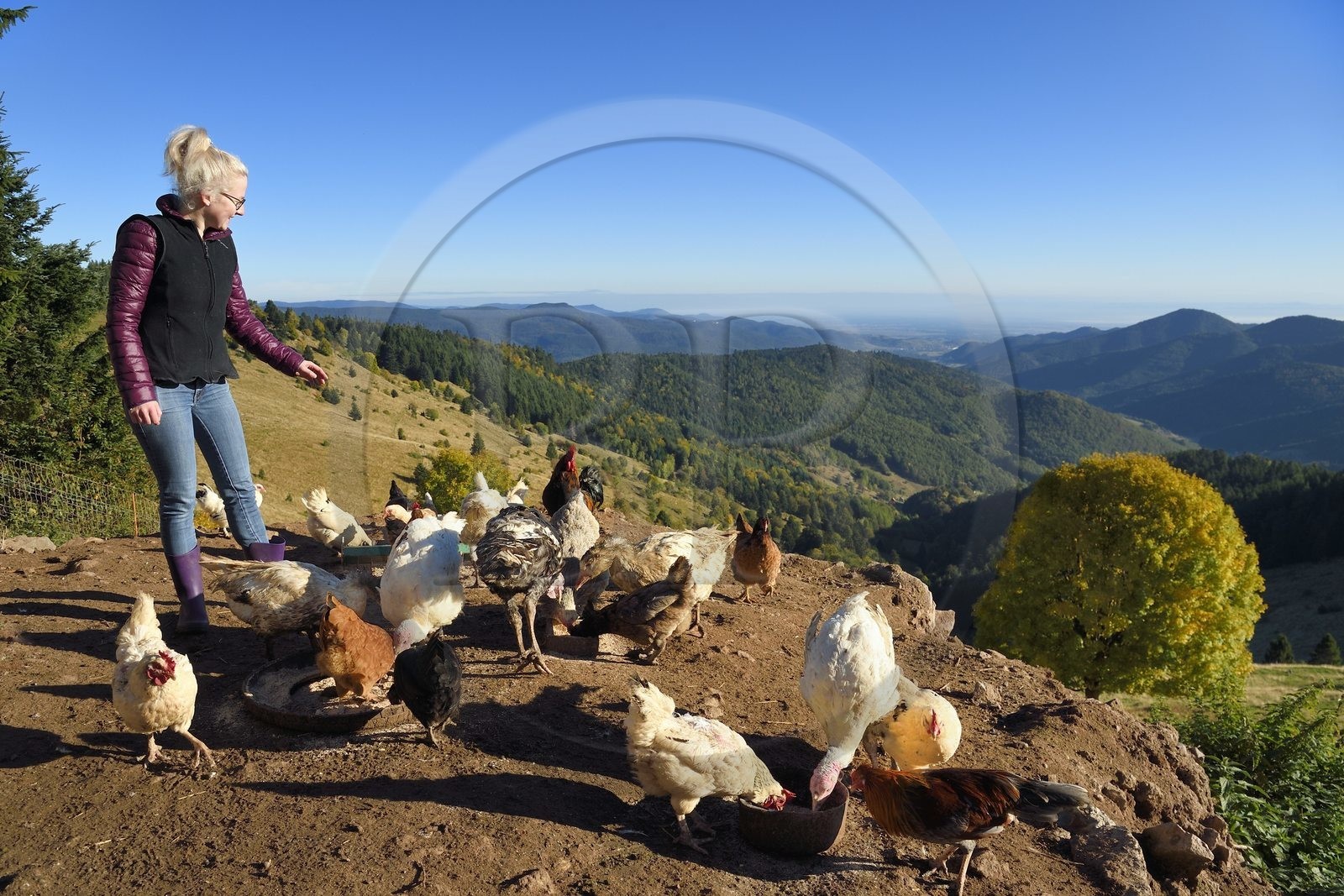 France, Haut-Rhin (68), Wasserbourg, Ferme-auberge Buchwald, Julie Wehrey nourrit ses poules et oies, en arrière plan la vallée de Wasserbourg