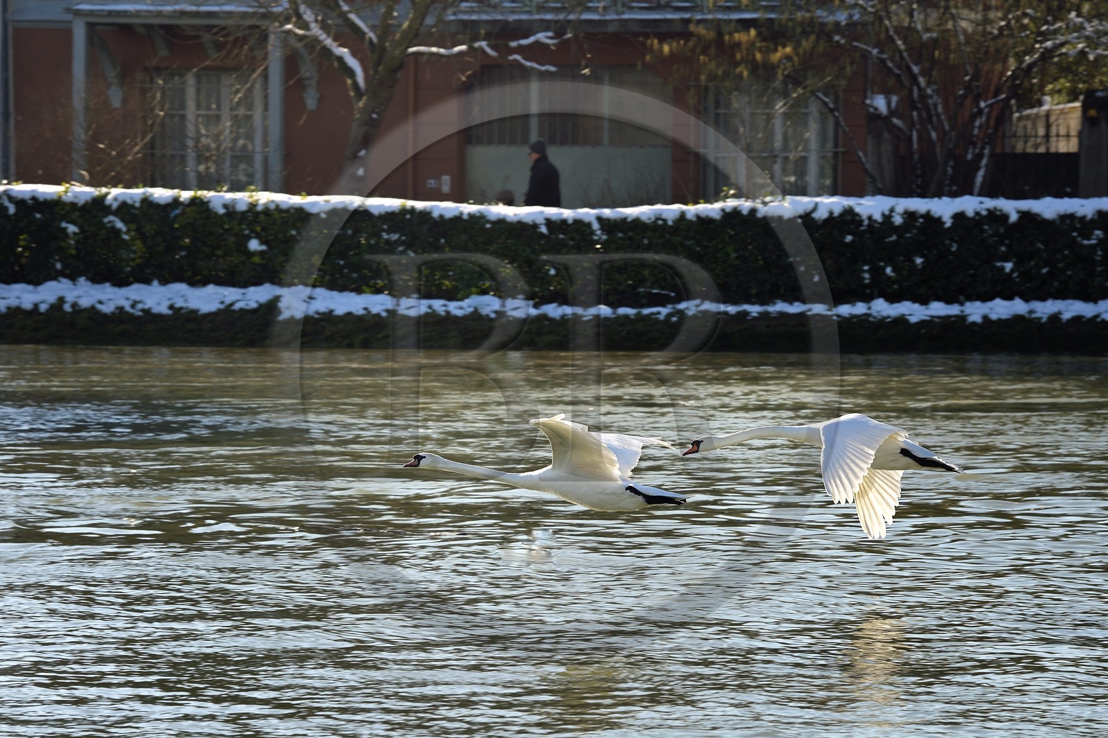 France, Val-de-Marne (94), les bords de Marne, Bry-sur-Marne, vol de cygnes