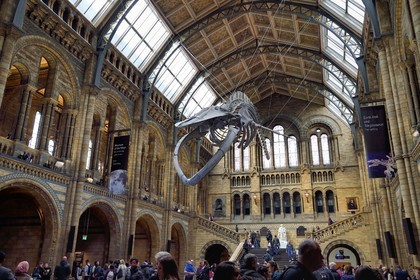 Royaume-Uni, Londres, Kensington, musée d’histoire naturelle (Natural History Museum), le hall central dominé par le squelette d'une baleine bleue