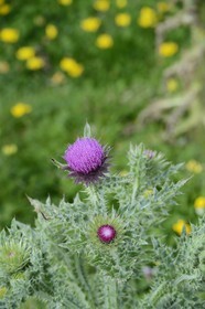 France, Finistère (29), La Foret Fouesnant, archipel des Glénan, Ile de Penfret, chardon-Marie (Silybum marianum)