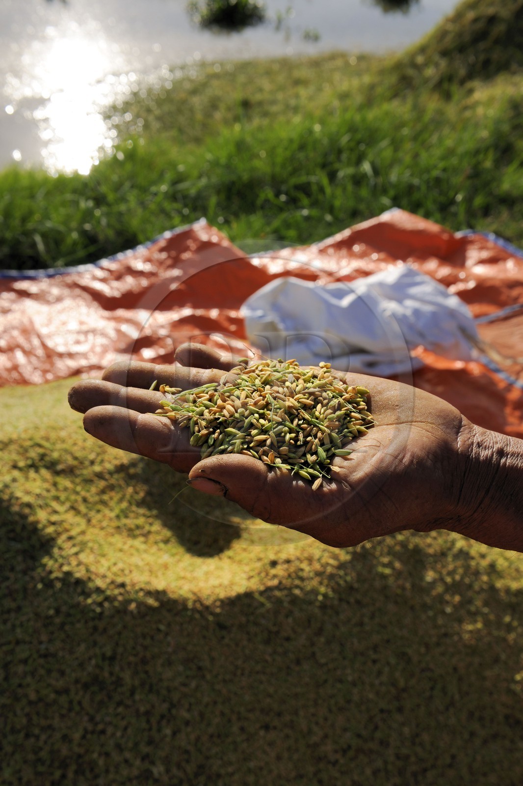 Vietnam, province de Ninh Binh, riz brut avec son écorce