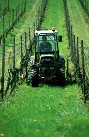 France, Bas-Rhin (67), un tracteur dans les vignes près du village d'Andlau