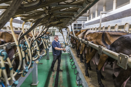 France, Bas-Rhin (67), Parc naturel régional des Vosges du Nord, Obersteinbach, la chèvrerie de La Ferme du Steinbach, Pierre Sturtzer à la traite des chèvres