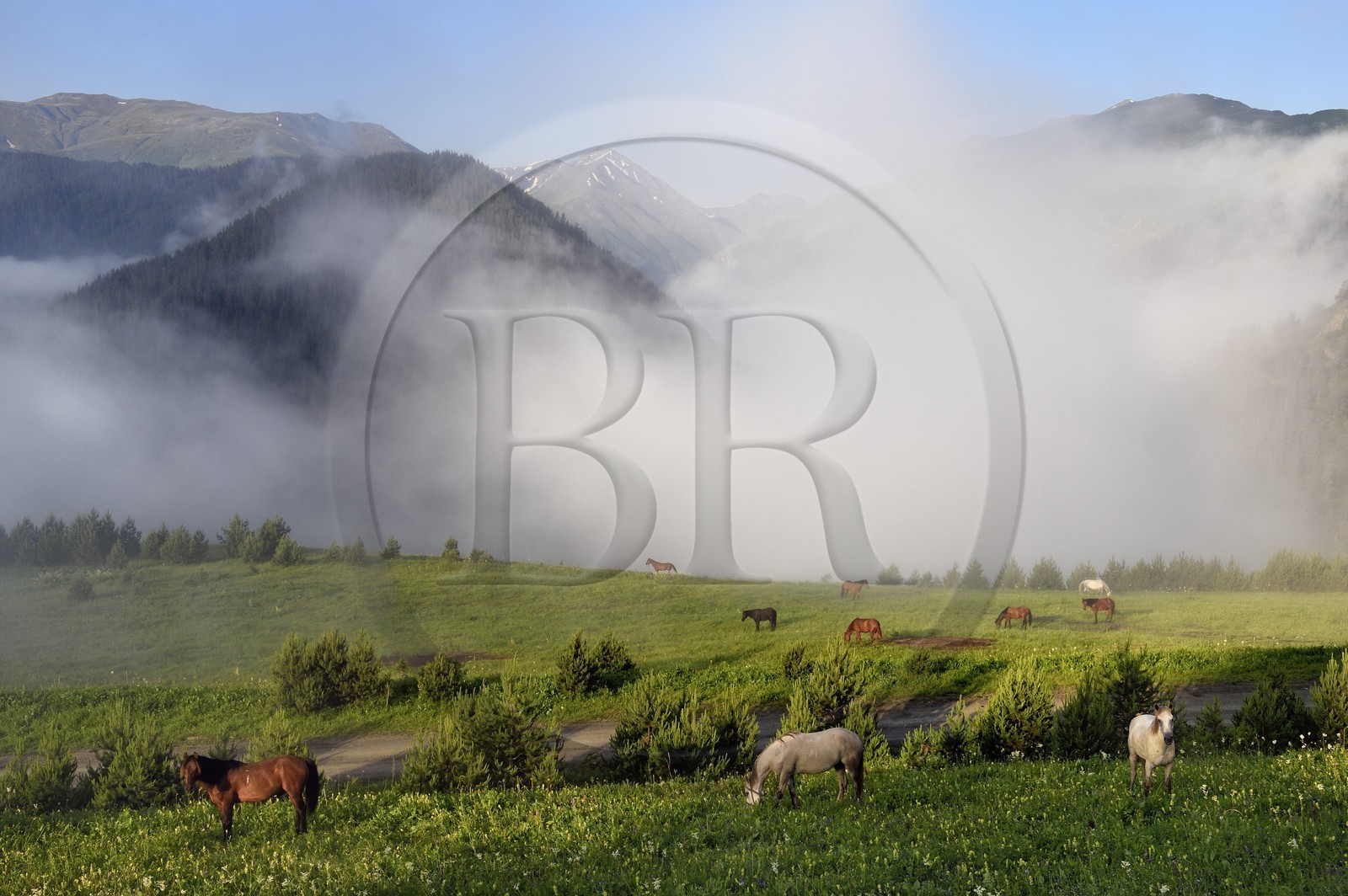 Géorgie, Kakheti, Parc national de Touchétie, Omalo, chevaux au pré