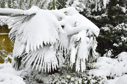 France, Val-de-Marne (94), Bry-sur-Marne, palmier ployant sous la neige