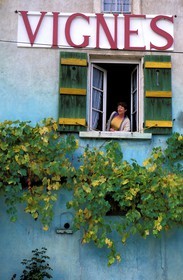France, Saône-et-Loire (71), Cruzille, domaine viticole, domaine des vignes du Maynes