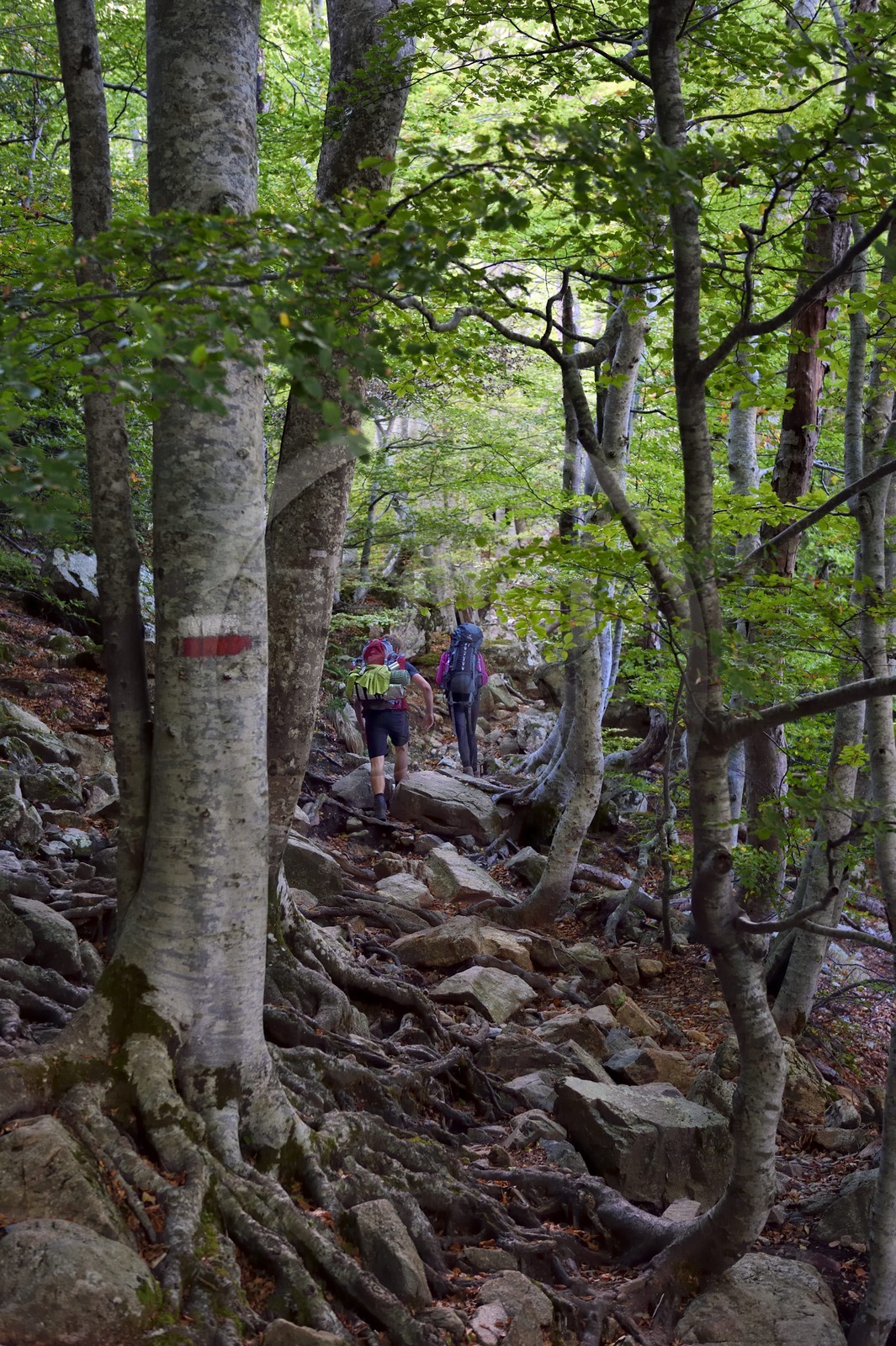 France, Haute-Corse (2B), Vivario, GR 20, étape entre le refuge de l'Onda et Vizzavona dans la foret de Vizzavona