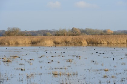 France, Indre (36), le Berry, parc naturel régional de la Brenne, étang de La Touche, canards