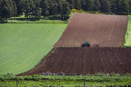 France, Haute-Loire (43), , randonnée avec un âne sur le chemin de Stevenson (GR 70)