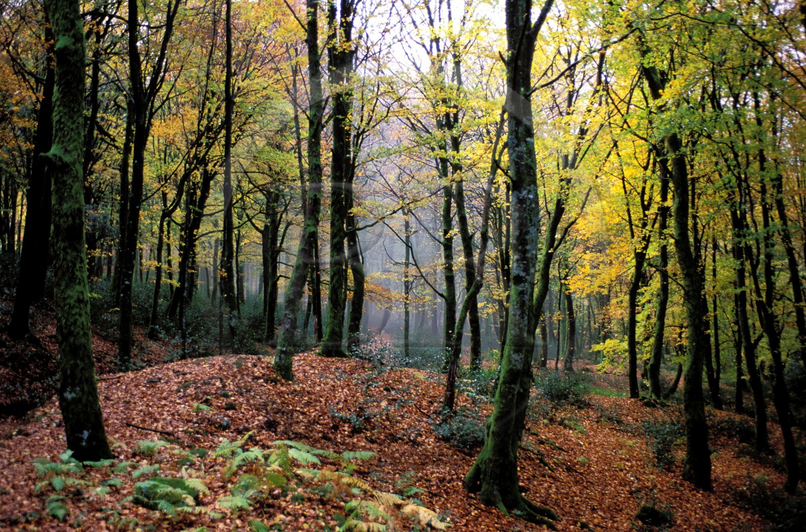 France, Saône-et-Loire (71), Morvan, Mont Beuvray vers Bibracte, la forêt du camp gaulois à l'automne
