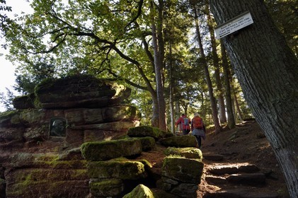 France, Bas-Rhin (67), Mont Saint-Odile, randonnée le long du Mur Païen, vestige d'un mur d'enceinte probablement de l'époque mérovingienne d'une longueur totale de onze kilomètres, buste de Curt Mundel