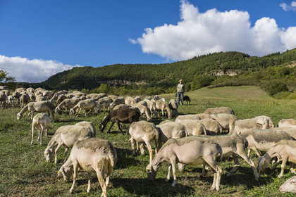 France, Aveyron (12), Causses et les Cévennes, paysage culturel de l'agro-pastoralisme méditerranéen, classés Patrimoine Mondial de l'UNESCO, Sainte-Eulalie-de-Cernon sur la route de Saint-Jacques-de-Compostelle, troupeau de mouton guidé par son berger Eric Broussou