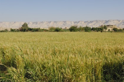 Egypte, désert libyque, oasis de Dakhla, travaux des champs