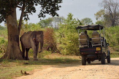 Sri Lanka, province d'Uva, Parc national d'Uda Walawe (Udawalawe National Park), touristes en 4x4 observant des éléphants d'Asie (Elephas maximus)