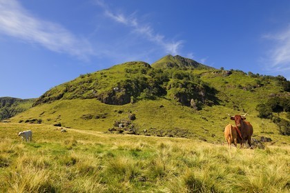 France, Cantal (15), monts du Cantal, Parc Naturel Régional des Volcans d' Auvergne, vache de race salers au pied du Puy-Mary
