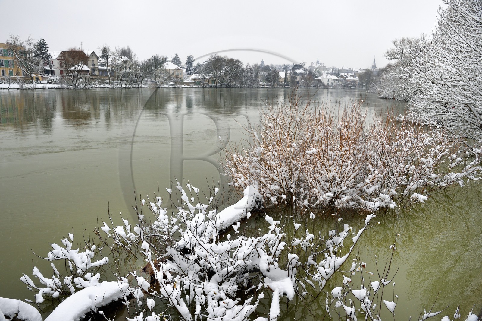France, Val-de-Marne (94), les bords de Marne, Bry-sur-Marne, Ragondin (Myocastor coypus)