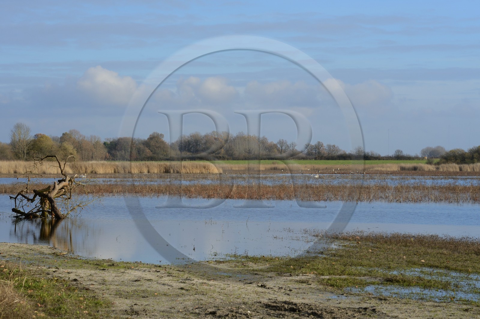 France, Indre (36), le Berry, parc naturel régional de la Brenne, l'étang Purais