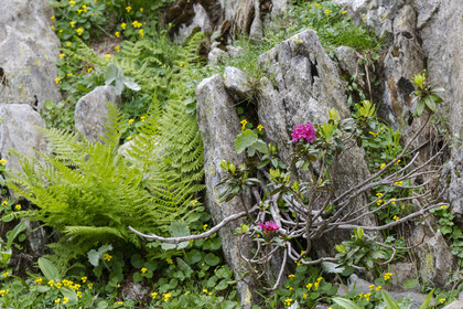 France, Alpes-Maritimes (06), parc national du Mercantour, Haute-Vésubie, Saint-Martin-Vésubie, Val du Haut Boréon, Rhododendron ferrugineux