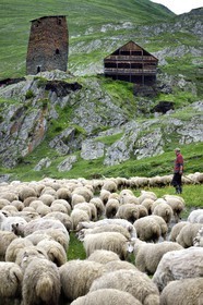 Géorgie, Kakheti, Parc national de Touchétie, vallée de la rivière Alazani dans les montagnes de Pirikiti, village de Parsma (Baso), berger et son troupeau de moutons