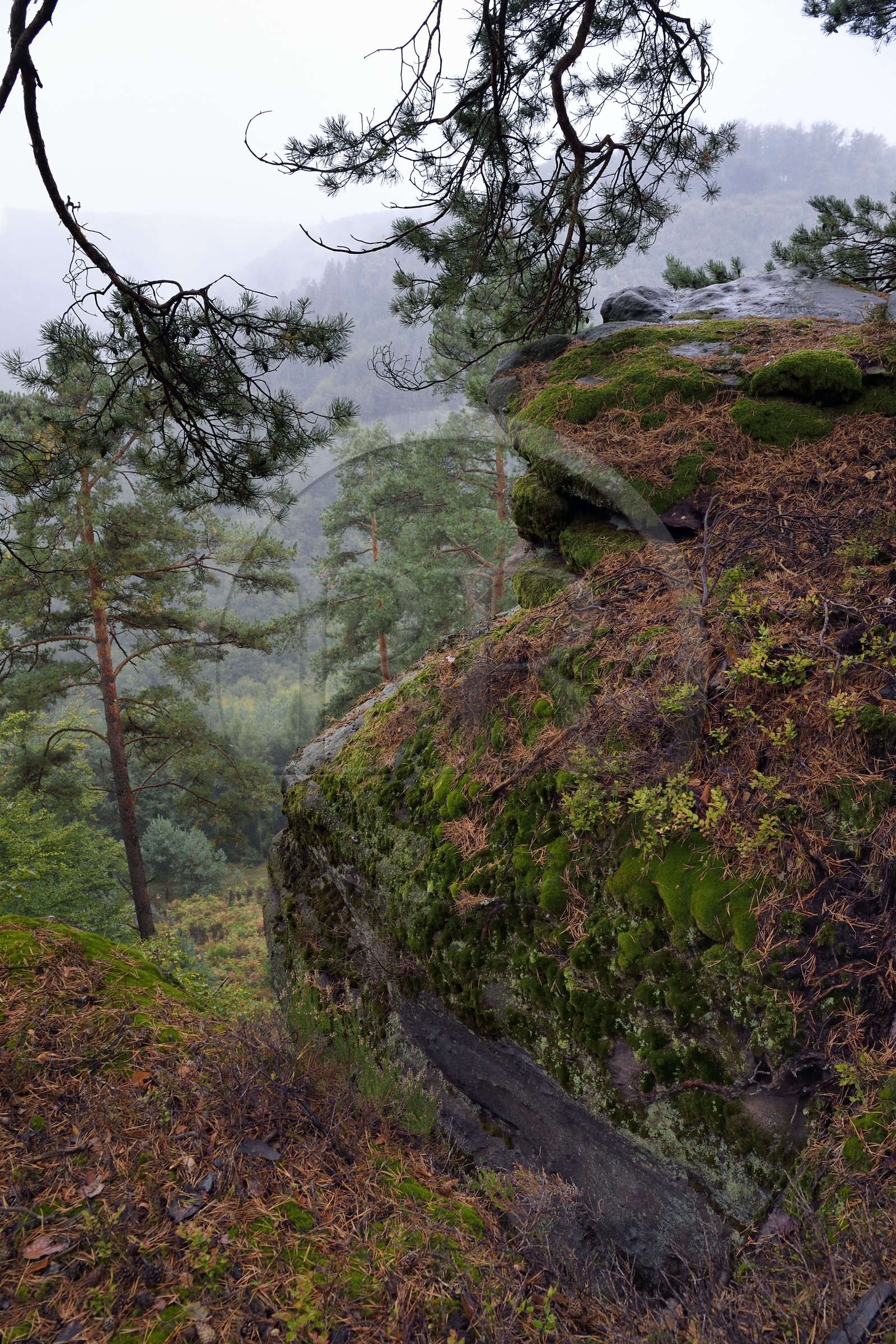 France, Bas-Rhin (67), Parc Naturel régional des Vosges du Nord, La Petite Pierre, Rocher du Saut du Chien
