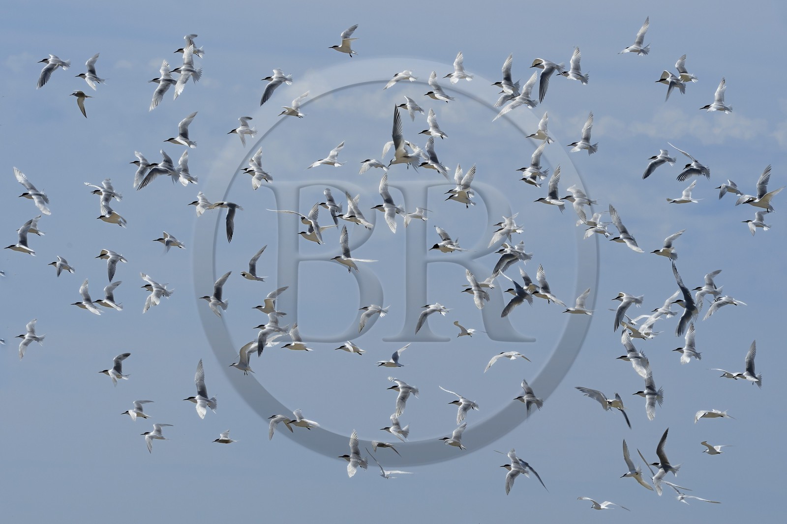 France, Finistère (29), La Foret Fouesnant, archipel des Glénan, Ile aux Moutons qui abrite une colonie de Sternes lors de la période de nidification