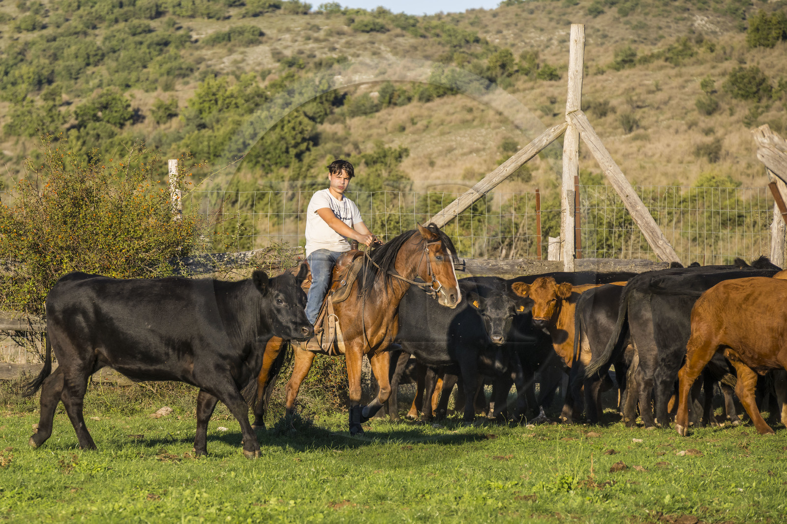 France, Hérault (34), les Causses et les Cévennes, paysage culturel de l'agro-pastoralisme méditerranéen inscrit au Patrimoine Mondial de l'UNESCO, La Vacquerie-et-Saint-Martin-de-Castries, le Mas de Cisco, Julian et son frère Charlie Amposta s'entrainant à diriger les vaches de leur troupeau