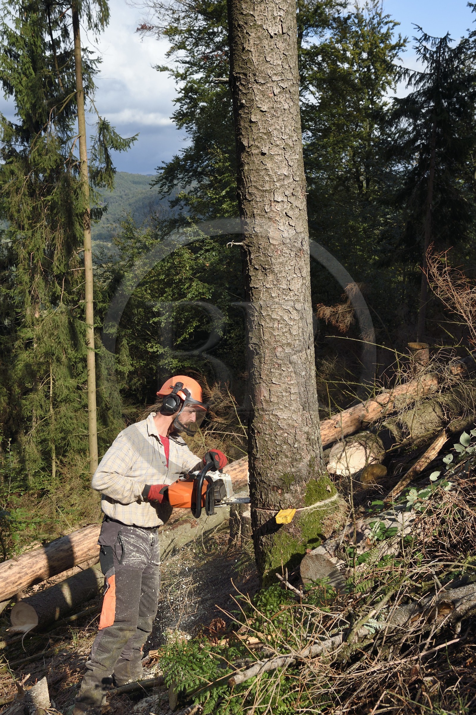 France, Bas-Rhin (67), Parc naturel régional des Vosges du Nord, Obersteinbach, foret domaniale de Steinbach, le bucheron Emmanuel Birgel coupant des épicéas malades atteints par des scolytes en contrebas des ruines du fortin de Wittschloessel