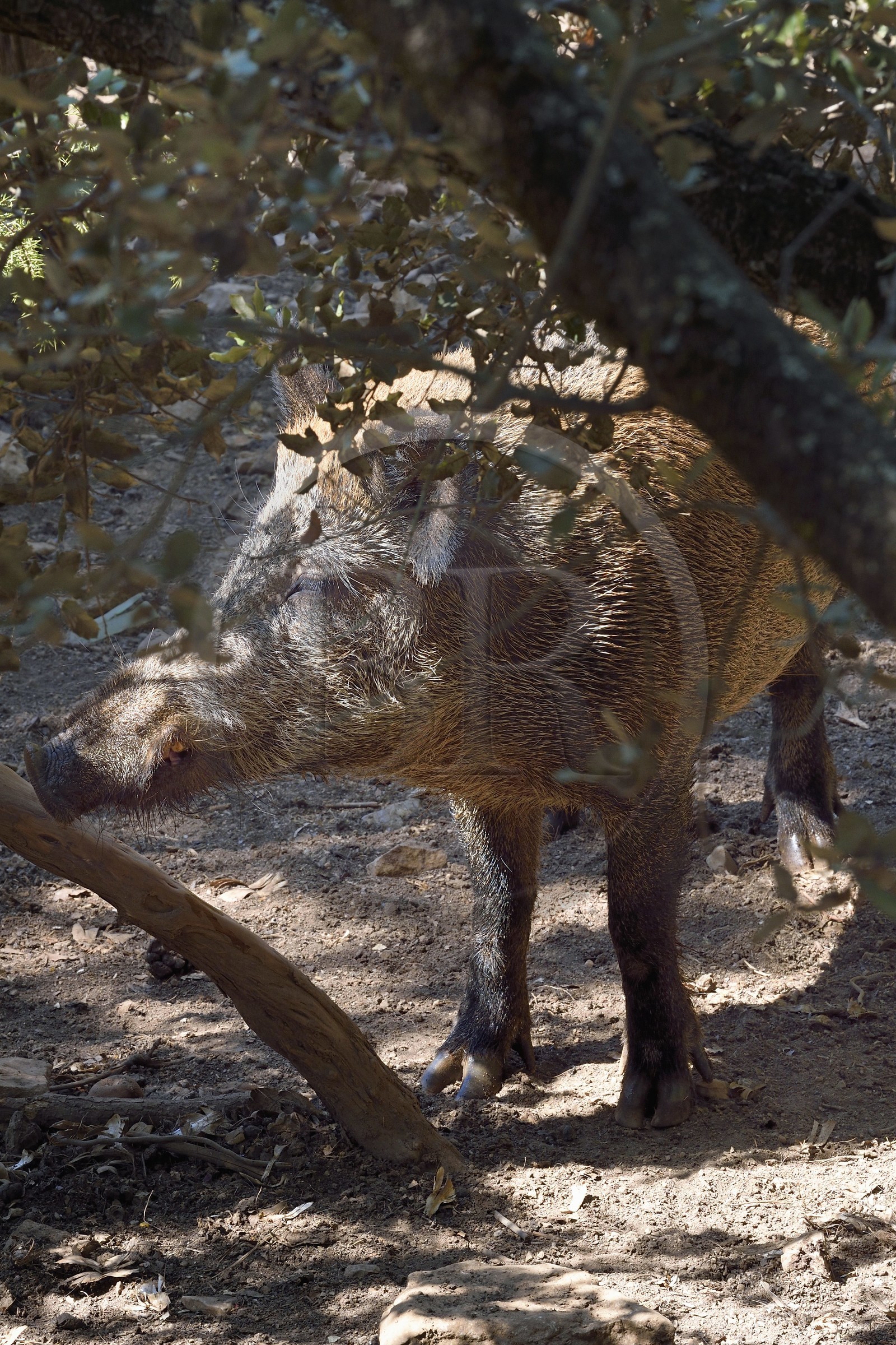 France, Var (83), Flassans-sur-Issole, sanglier (Sus scrofa) dans le parc aventure de Aoubré