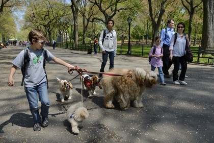 Etats-Unis, New York, Manhattan, Central Park, Paul promenant des chiens sur The Mall et Literary Walk