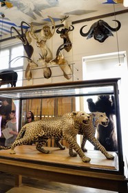 France, Paris (75), quartier du Marais, le musée de la Chasse et de la Nature dans l’hôtel de Guénégaud