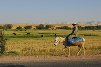 Egypte, désert libyque, oasis de Dakhla, travaux des champs