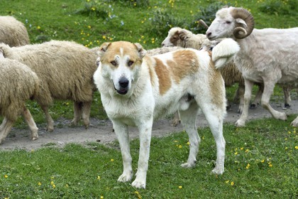Géorgie, Kakheti, Parc national de Touchétie, vallée de la rivière Alazani dans les montagnes de Pirikiti, Parsma (Baso), le chien Berger du Caucase est l'indispensable gardien de troupeaux