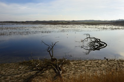 France, Indre (36), le Berry, parc naturel régional de la Brenne, l'étang Purais